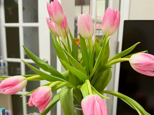 Pink tulips in a vase